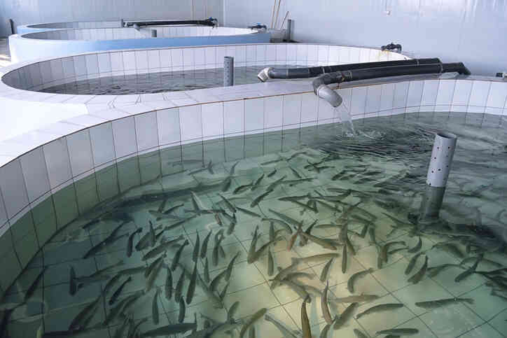 napowietrzanie wody hodowla ryb